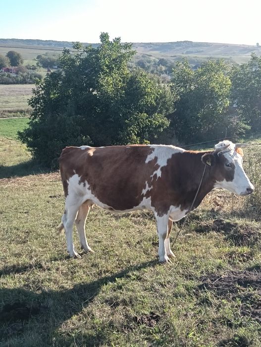Vând vaca tanara