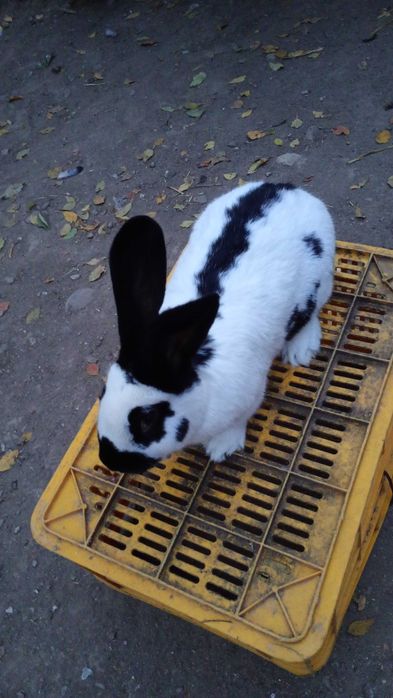 Vând un mascul de fluture german