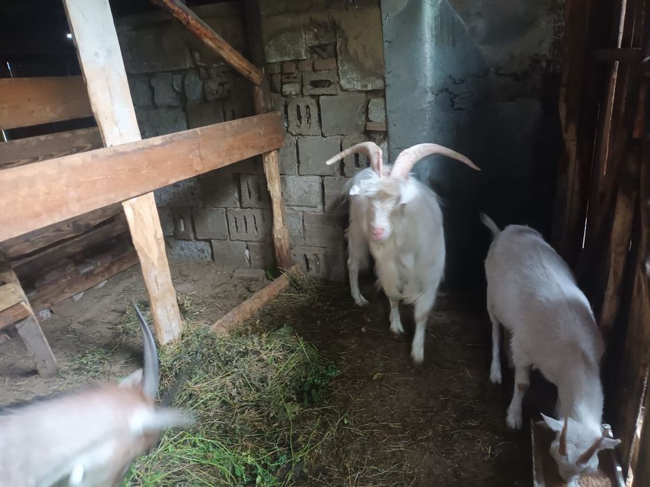 Capre sanen un țap și 3 capri disponibile
