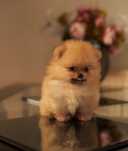 Pomeranian Mini Mascul de vanzare la 2 luni cu carnet și livrare
