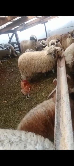 Vând oi la preț bun