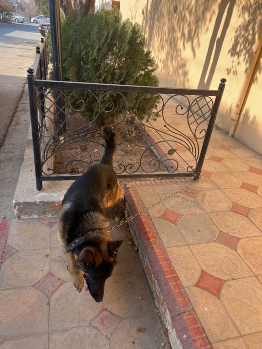 Продается щенок порода немецкая авчарка