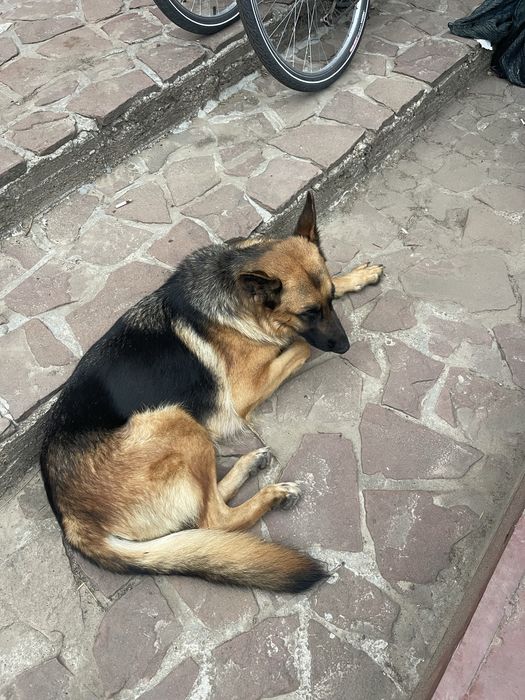 Продавам Немски и белгийски овчарки