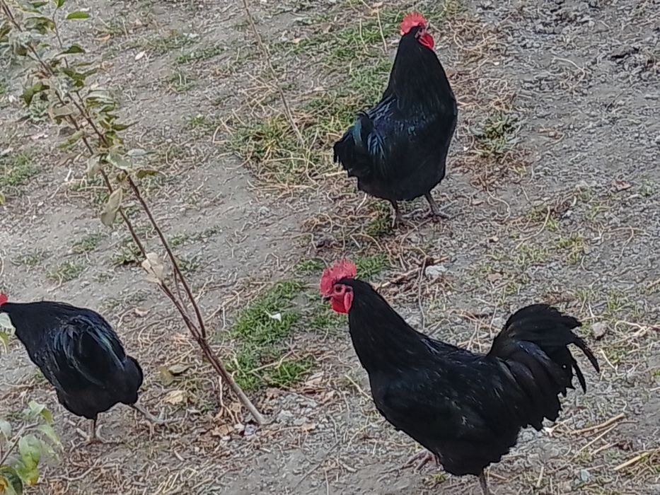 Zoti toza avstralop xo'rozlari sotiladi