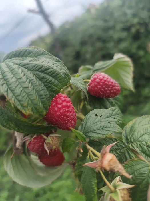 Butași zmeură (dulce și aromata)și mure tonfree ( fructe mari și gusto