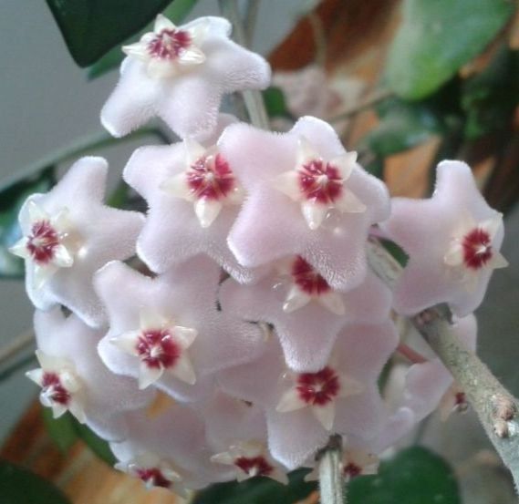 Продам. Хойя Карноза.