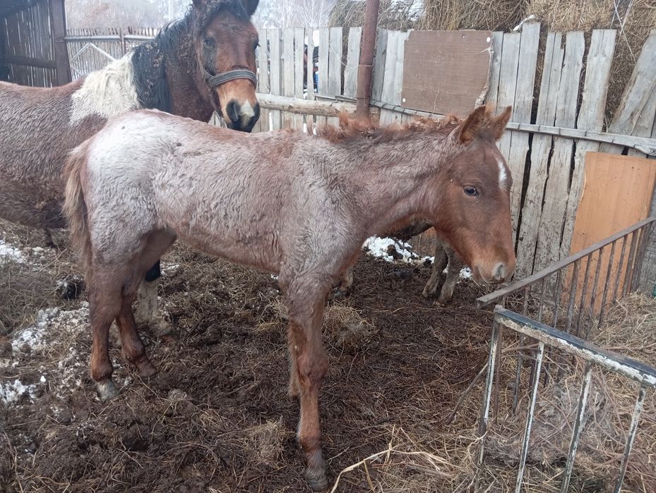 Продам жеребчика на  мяса.