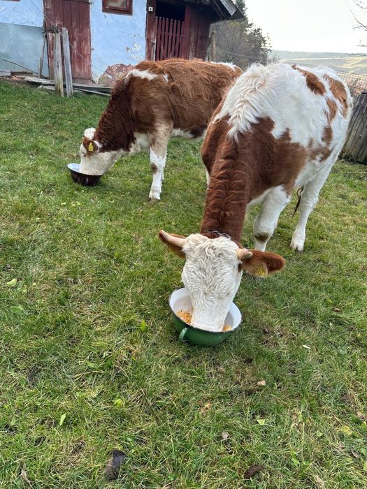 Vacute baltata romaneasca