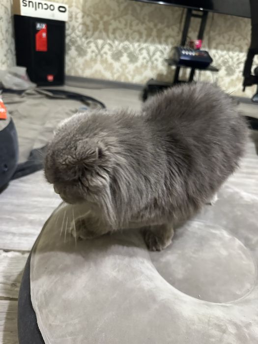 Mushuk 2 ta. O’g’il va qiz. skotish fold va strayt.