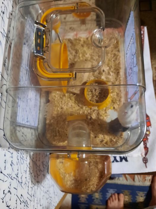 Vand hamsteri si cuscă
