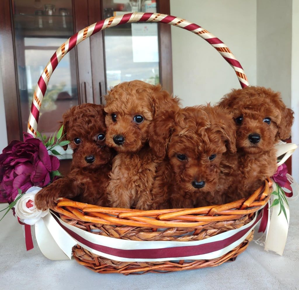 Той Пудел (teacup)