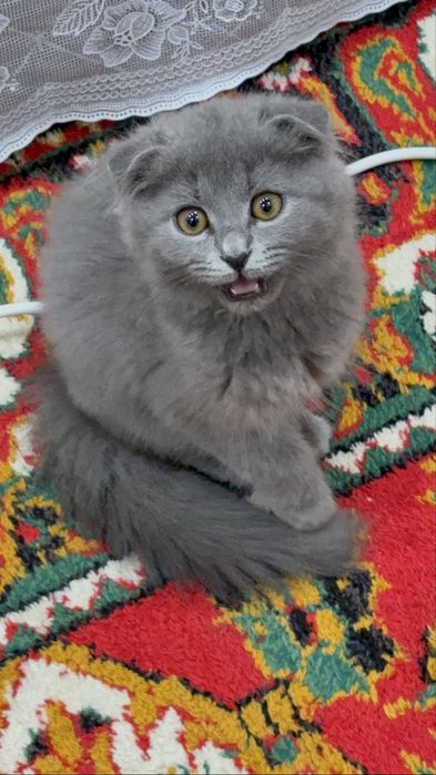 Очаровательный британский котёнок 2 месяцев ждёт заботливого хозяина