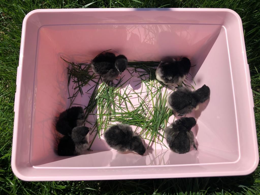 Pui australorp de vanzare