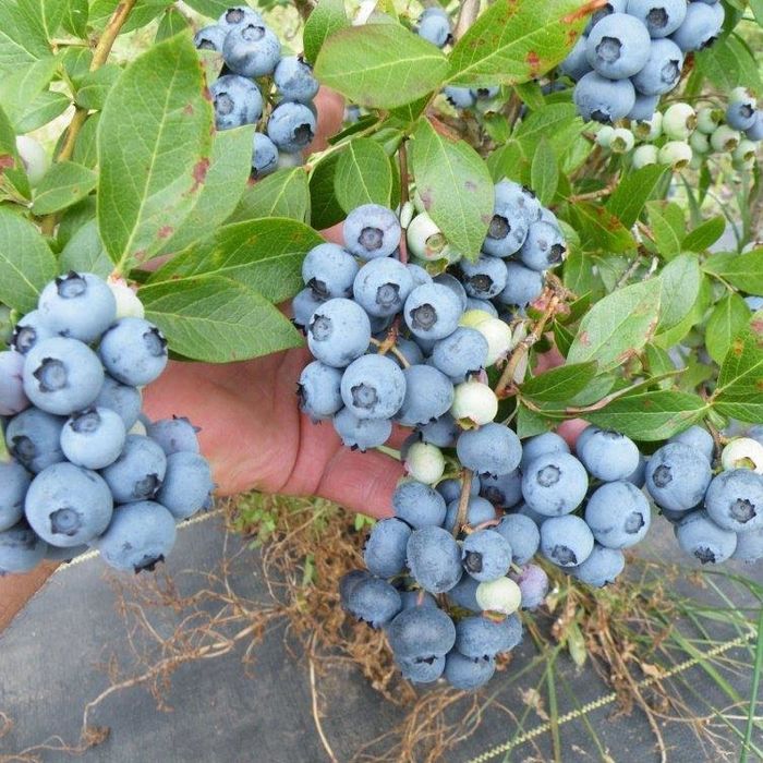 Боровинка (Синьо Злато)/Vaccinium Blue gold