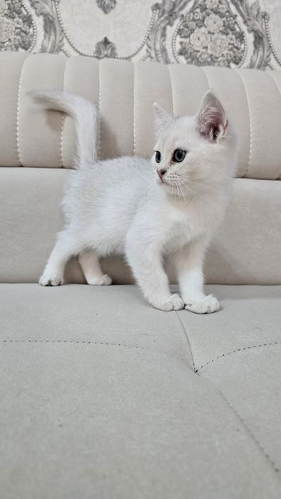 Toza qon Britan seribristiy shinshila sotladi ug'il va qiz