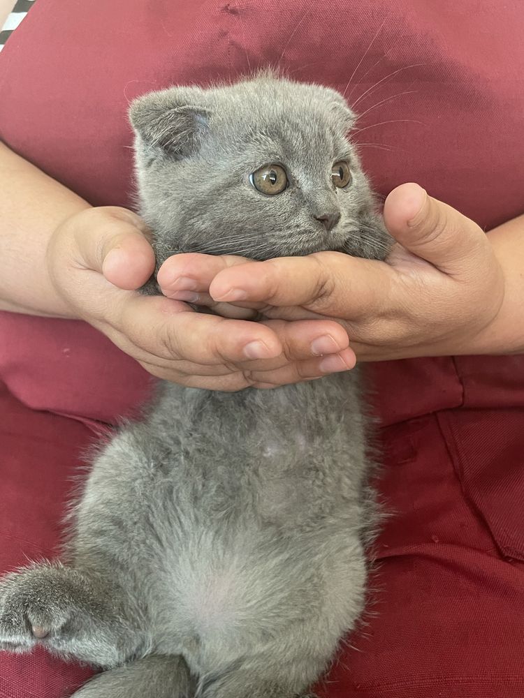 Продам котят скоттиш фолд