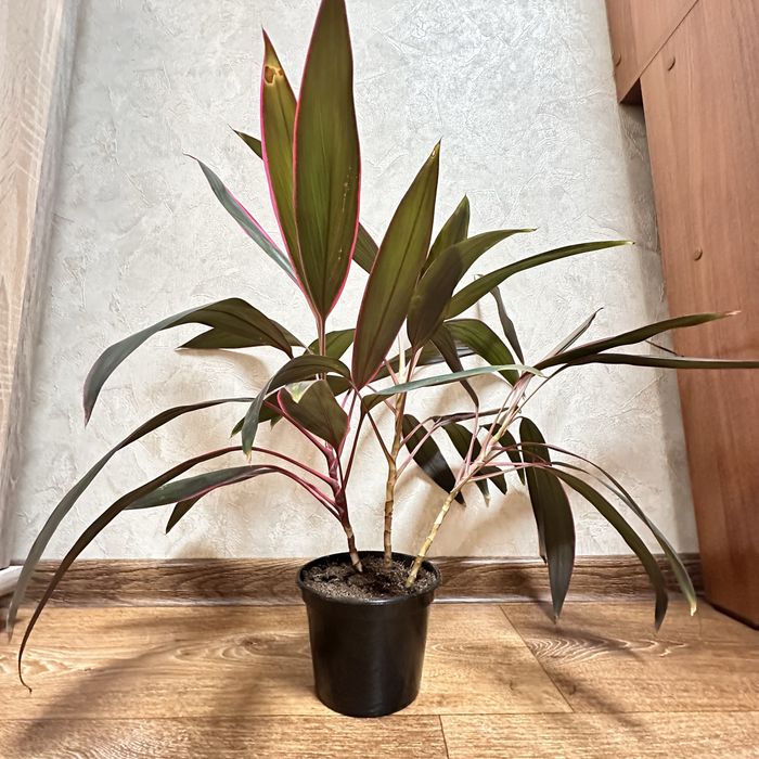 Продам комнатное растение Кордилина