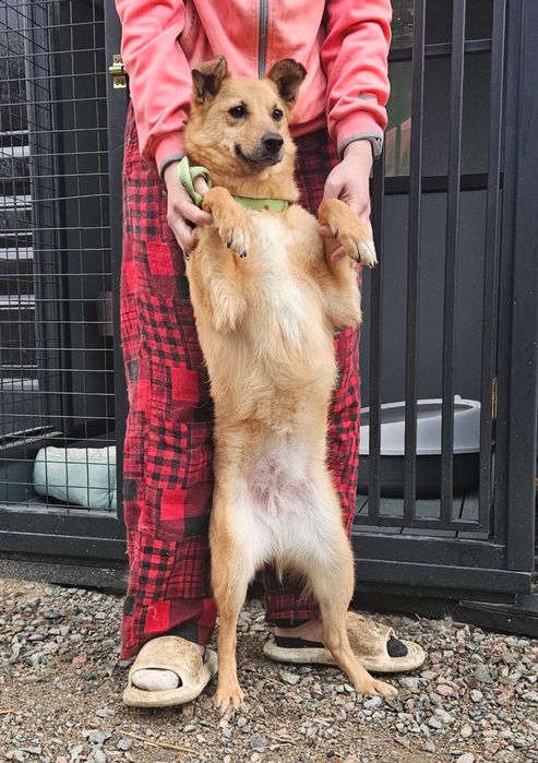 Отдам в хорошие руки бесплатно