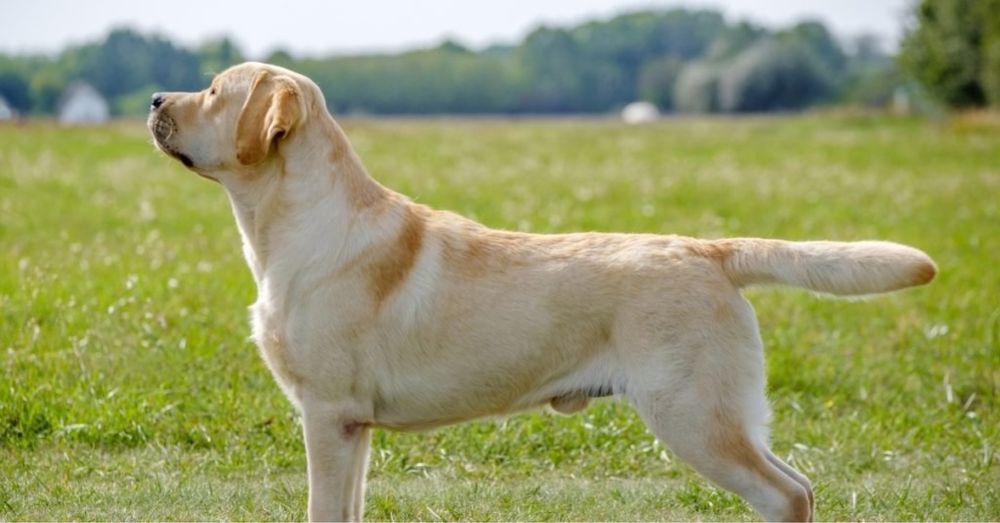 labrador it kuchuk  sabaka
