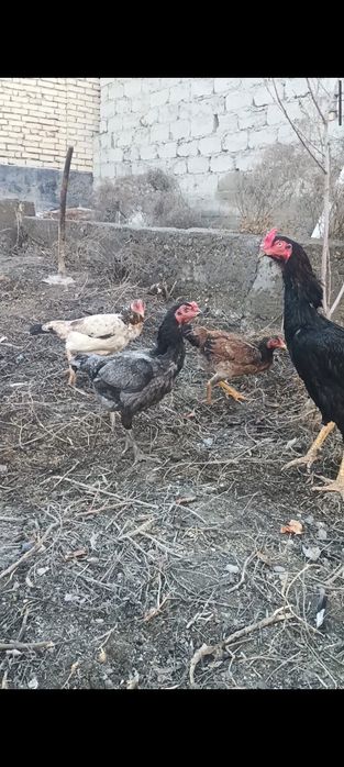 Хуроз сотилади..