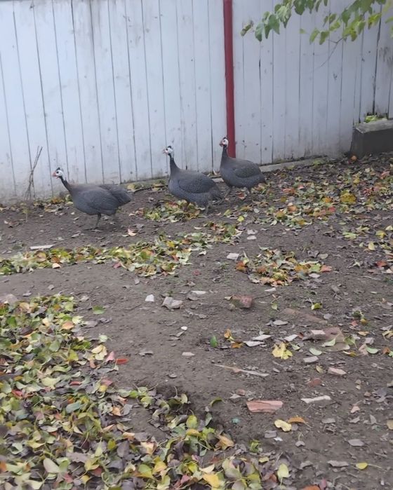 2+1 bibilici de vanzare