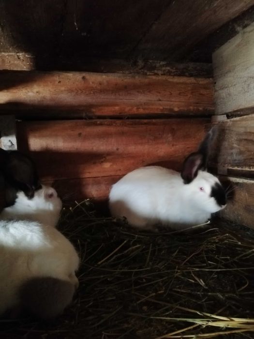 Vând iepuri Uriaș de Transilvania