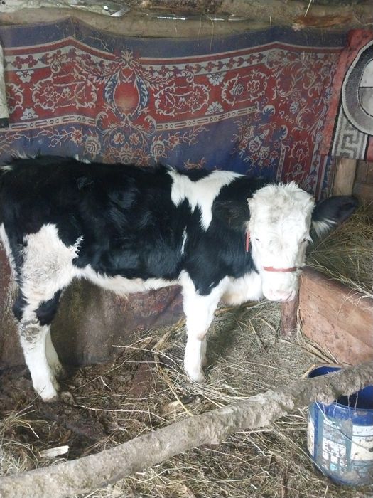 Vțel de vanzare detalii la cerere