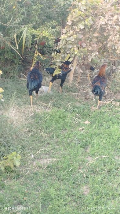 Kulangi xoʻrozlar sotiladi 6-7 oylik