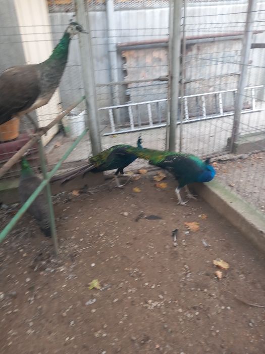 Vând masculi maturi