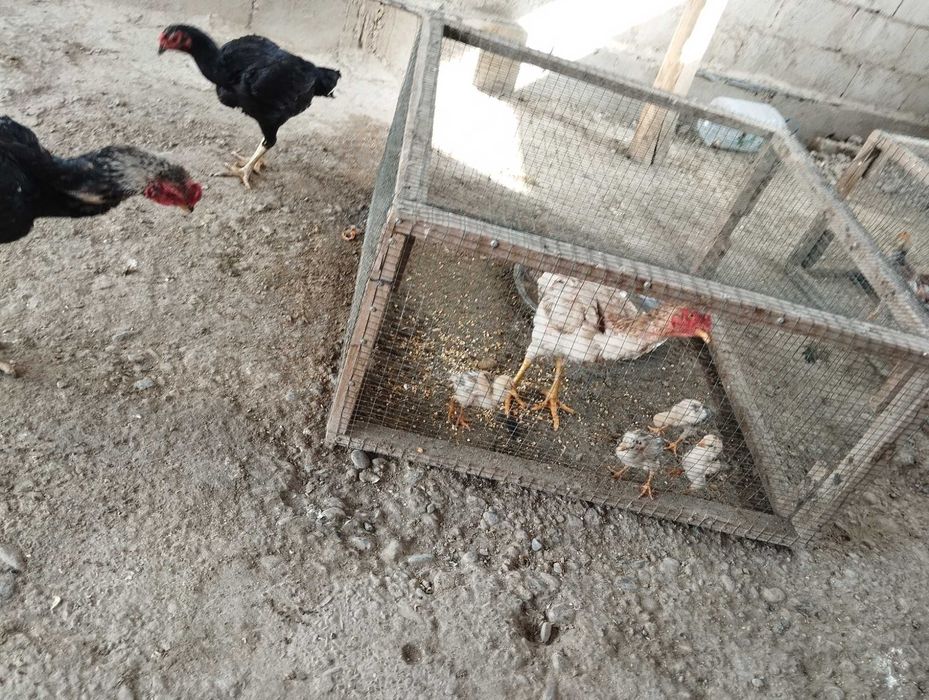 Yaponka .kulangi tovuq xoroz jujalar sotiladi