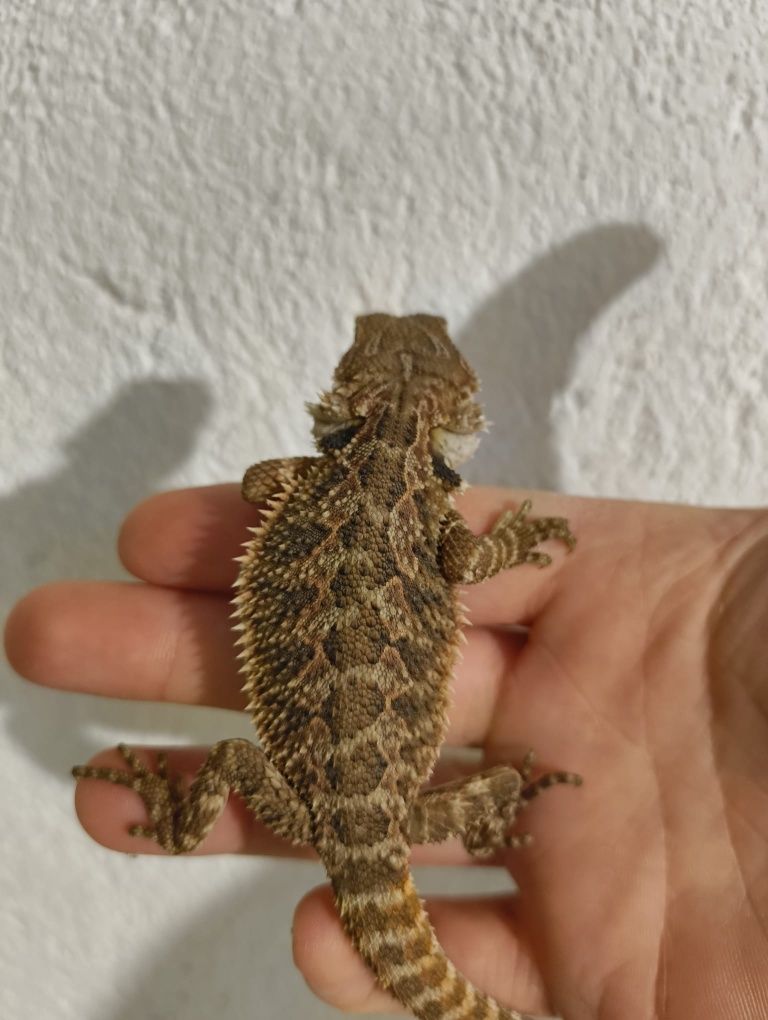 Брадата Агама / Pogona vitticeps