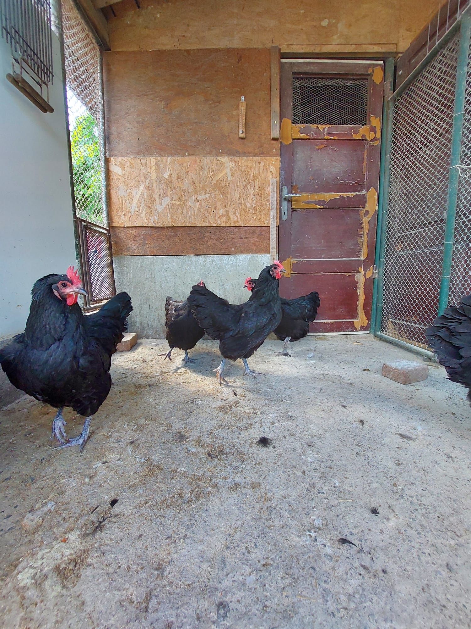 Gaini australorp negru