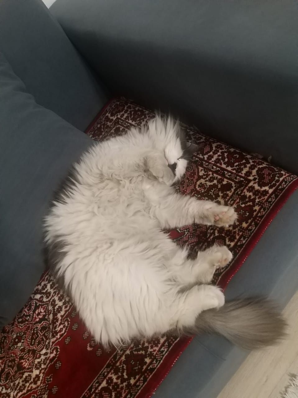 Нужно пристроить кота в добрые, любящие руки
