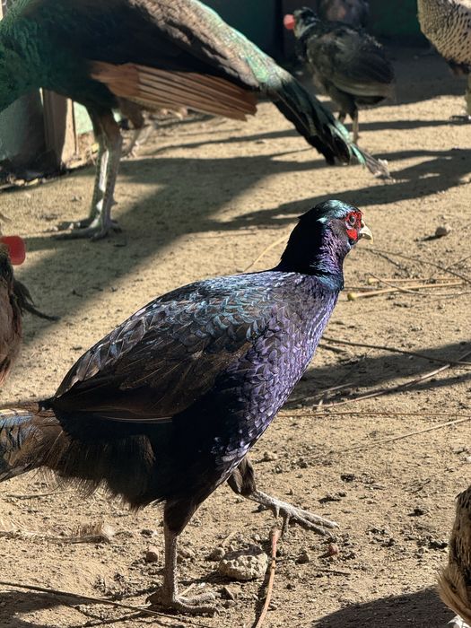 Fazani comuni si tenebros