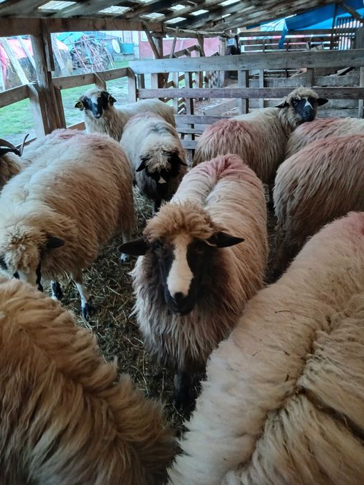 Vand 9 oi breze tinere