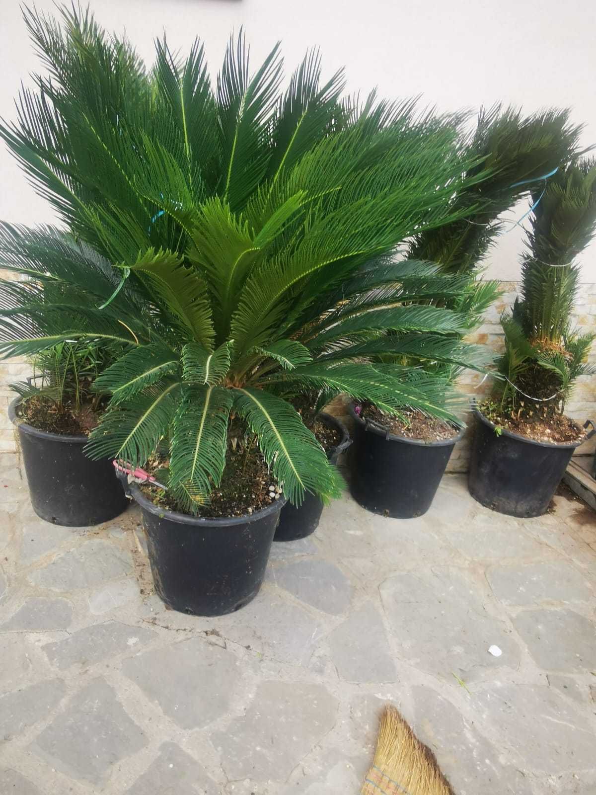 Amenajări cu Palmieri – Plante de Impact pentru Spații Selecte!