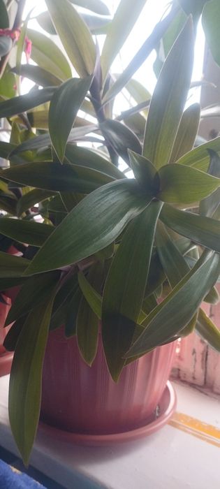 Комнатный цветок Рео ( традесканция)