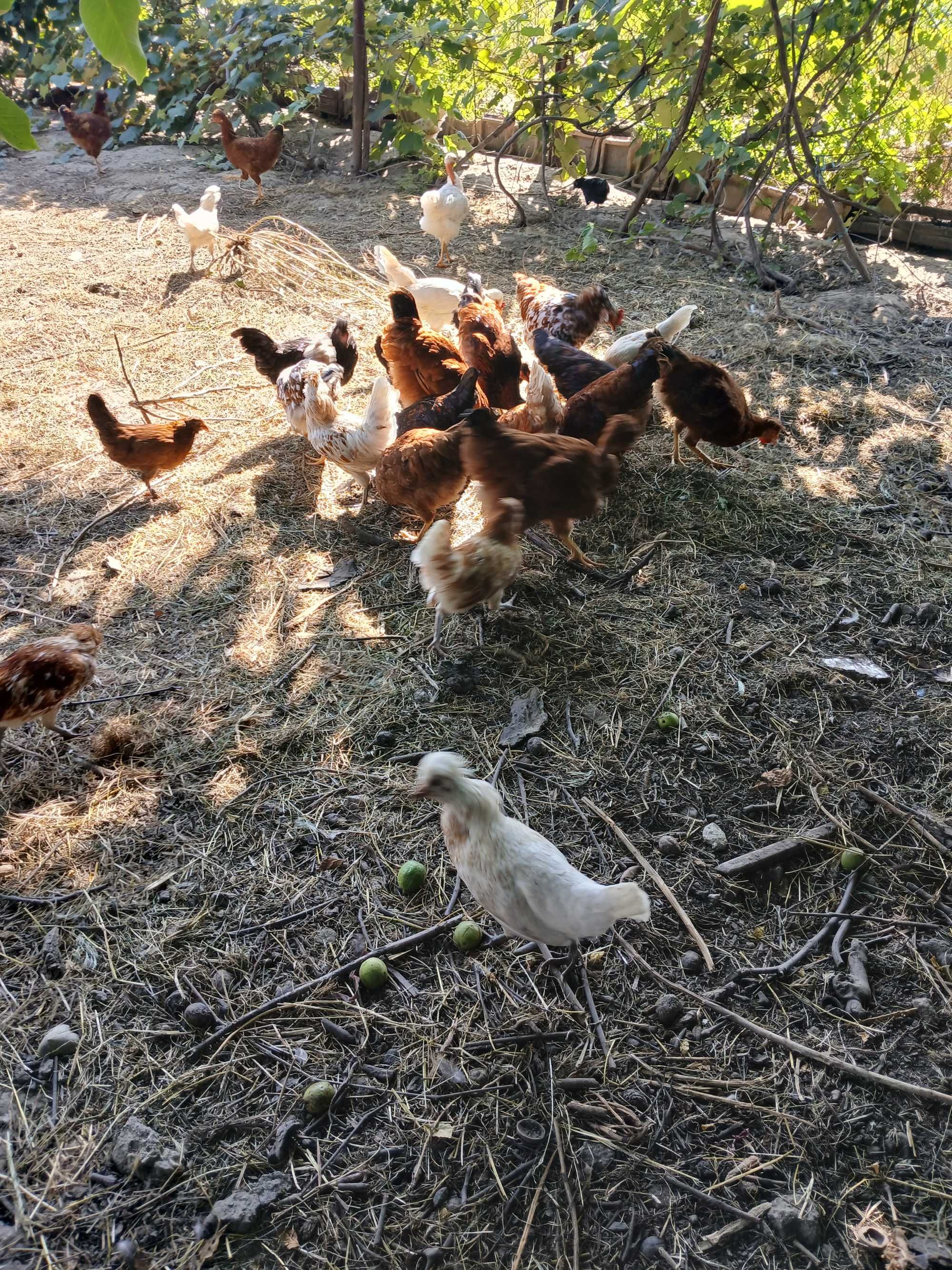 Padoane, Motate, tineret găini de 4 luni