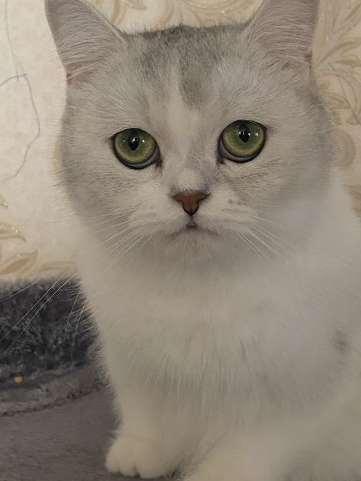 Britaniskiy shinshila mushuk bolalari sotiladi