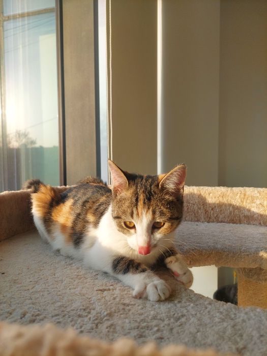 Котенок девочка трехцветная