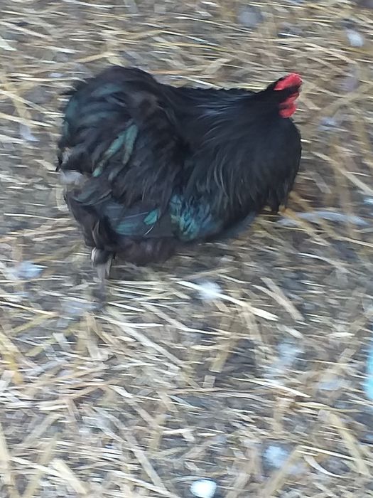 Cocos cochinchina pitic