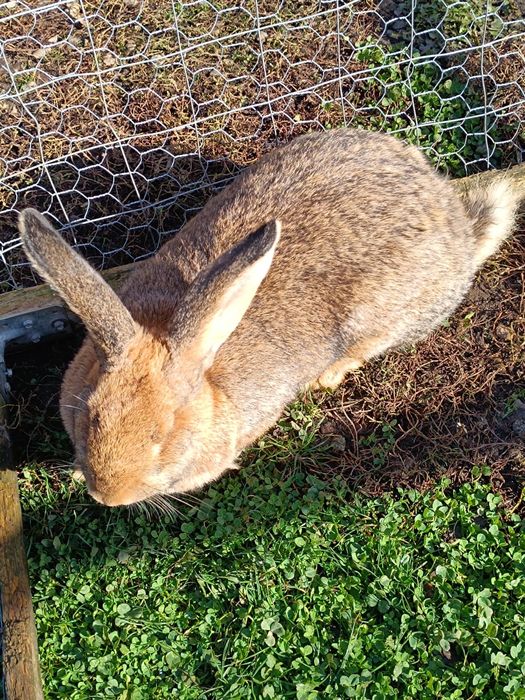 Vând iepuroaică tânără
