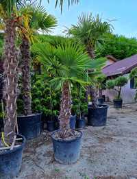 Palmieri, maslini, plante ornamentale exotice de interior si exterior