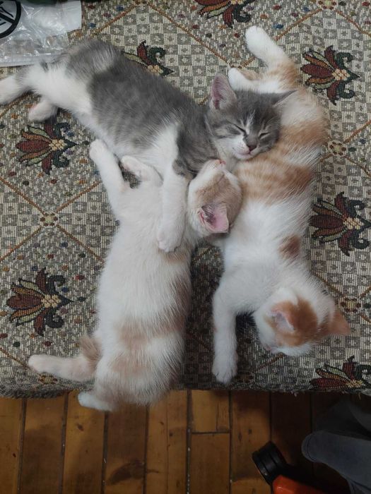 Малки котенца мъжки