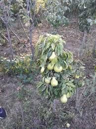 Pomi Pitici Dwarf ( PĂR )