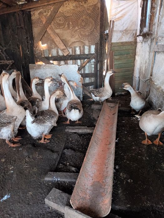 Vand Gaste Americane