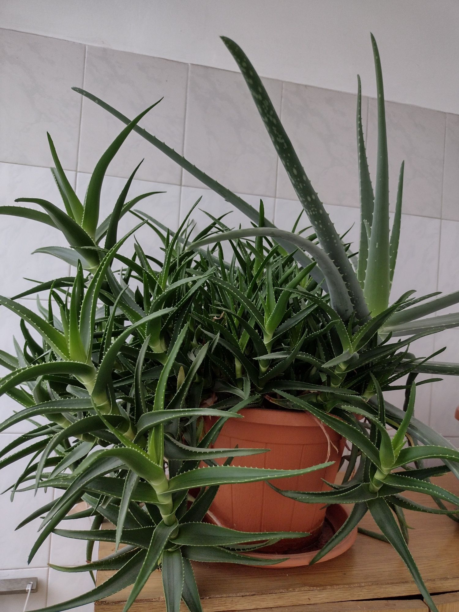 Aloe Vera 2 specii