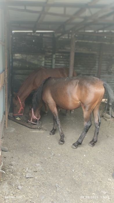 Сыйырга обмен бар