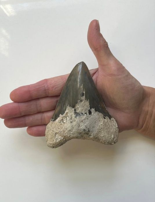 Superb dinte Megalodon autentic fosilizat