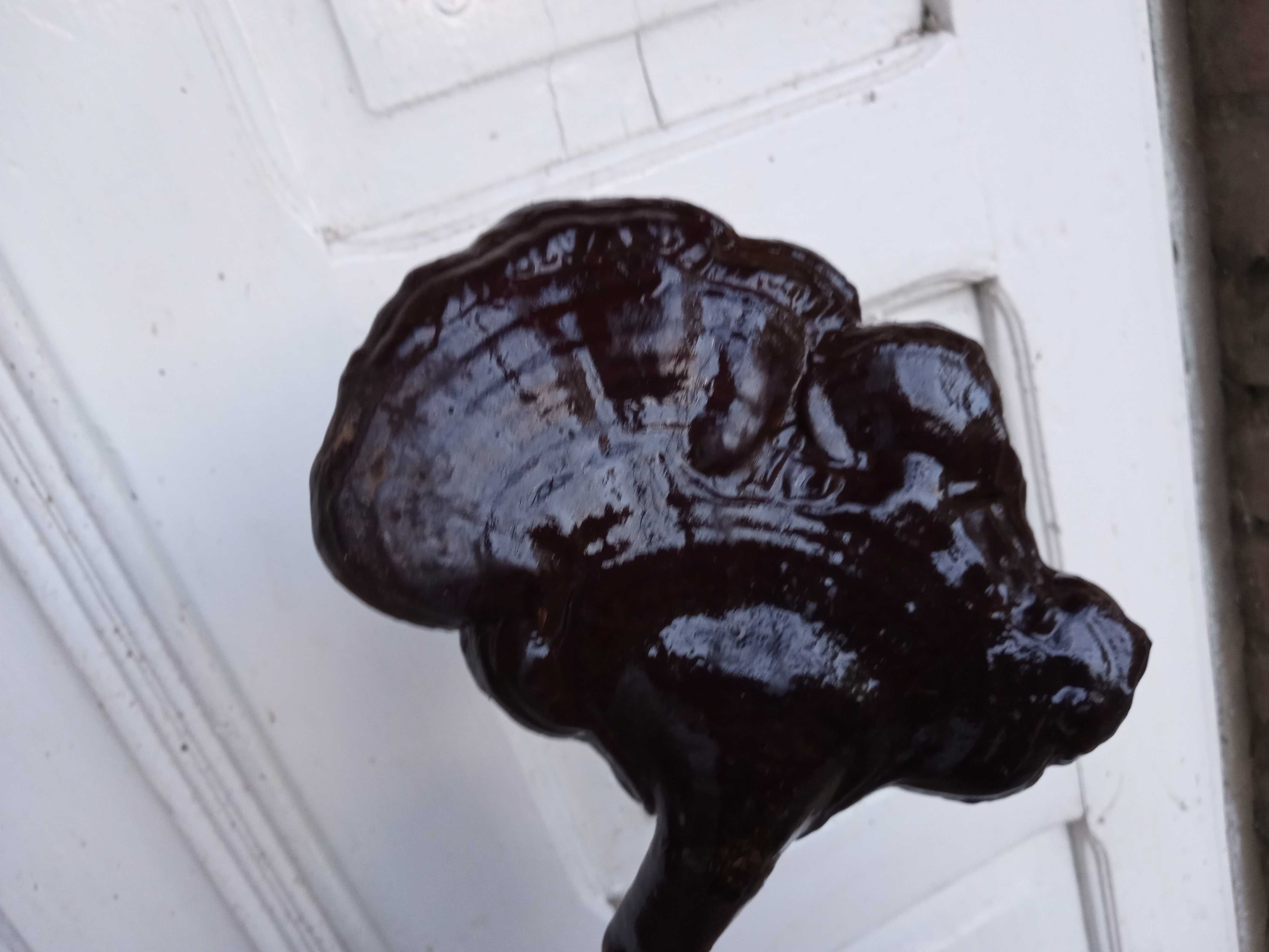 Reishi applanatum/Reishi carnosum elixirul tineretii